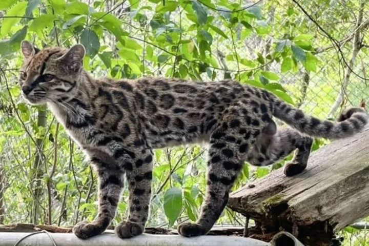 Новый вид кошек открыт впервые за 100 с лишним лет