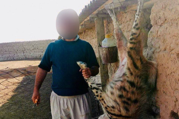 В Сурхандарье убили редкую полосатую гиену. Ущерб природе оценен в 1 млрд сумов