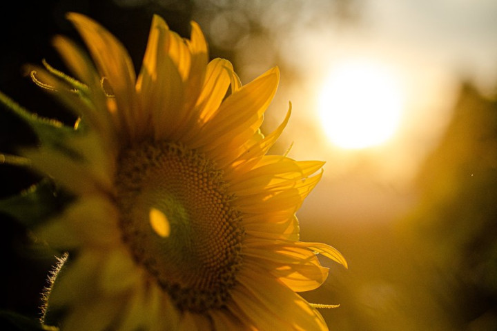 Британские метеорологи прогнозируют, что 2023 год может стать одним из самых жарких за всю историю наблюдений