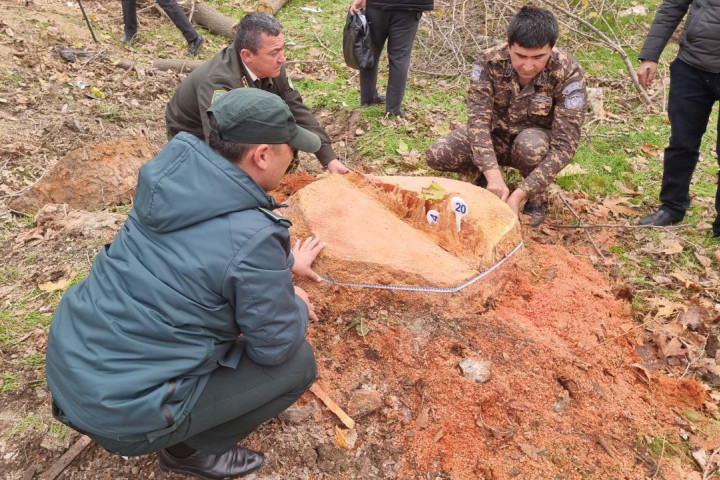 Прокуратура возбудила уголовное дело по поводу незаконной вырубки деревьев в Ташкенте