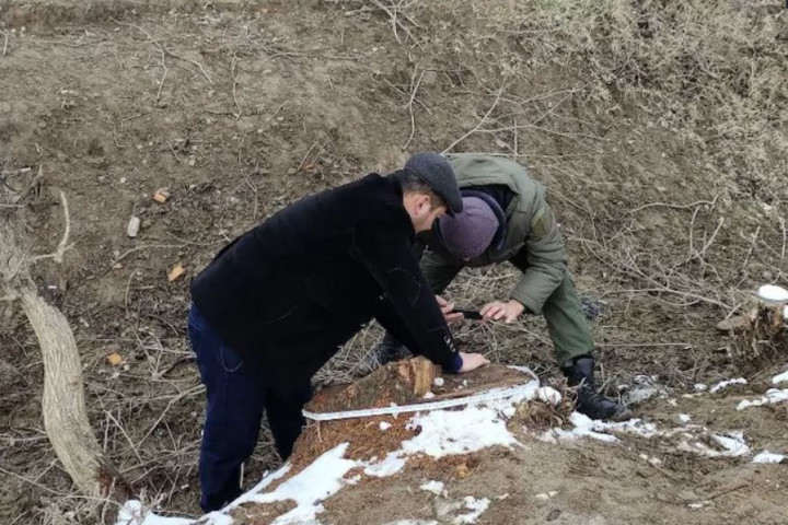 В Сырдарье трех «черных лесорубов» лишили свободы