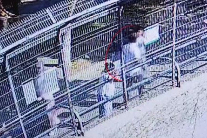 В Ташкентском зоопарке посетители бросали камни в белого тигра