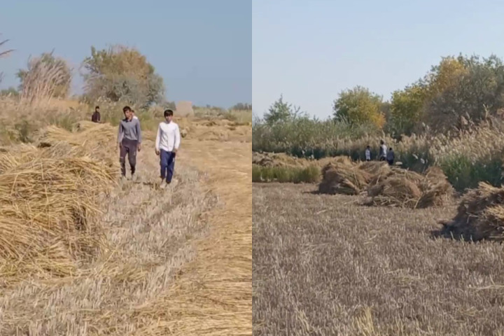В Хорезме оштрафовали фермера, привлекшего школьников к уборке риса