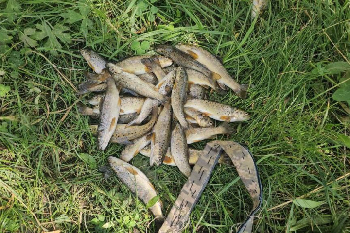 В Кашкадарье браконьеры занимались ловлей краснокнижной амударьинской форели