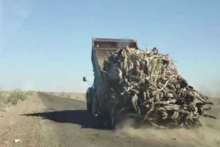 В Бухарской области зафиксировано 25 случаев незаконной вырубки саксаула - видео