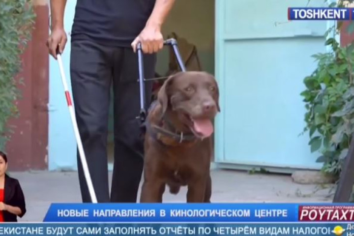 В Ташкенте начали подготовку первых собак-поводырей
