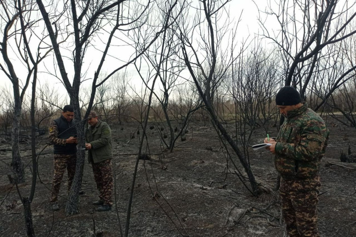 Ущерб от пожара в лесном охотничьем хозяйстве в Сырдарье составил 167,7 млн сумов