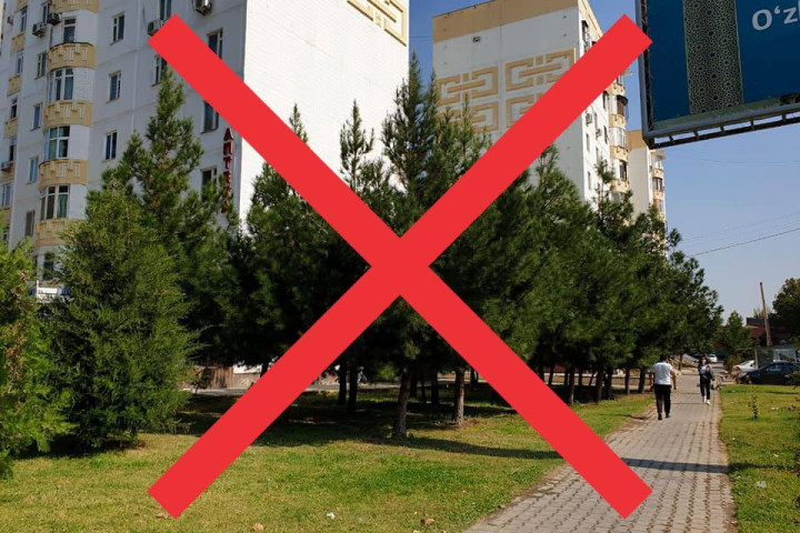 В Юнусабадском районе пытаются уничтожить сосновый бор. Деревья подпилили ночью