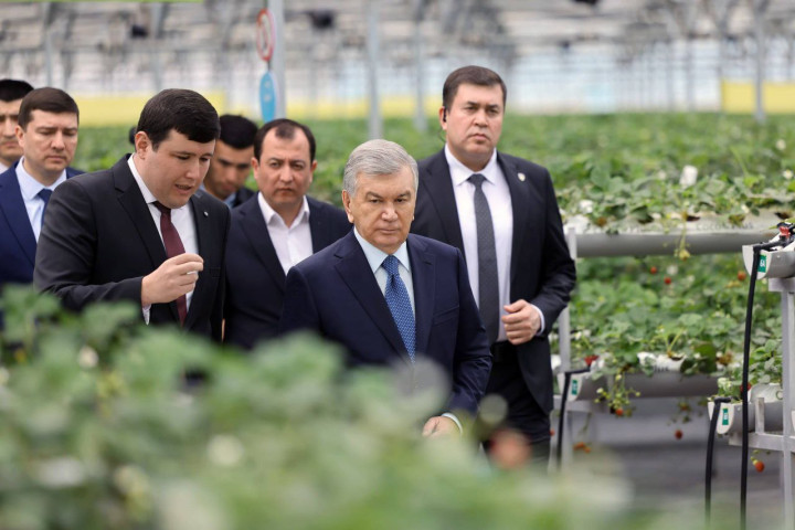 Предприятие в Самаркандской области выращивает клубнику без использования почвы - в кокосовом субстрате