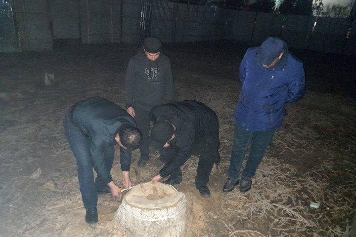 В Бухаре незаконно  вырубили 16 деревьев и кустарников. Ущерб  составил 259 млн сумов