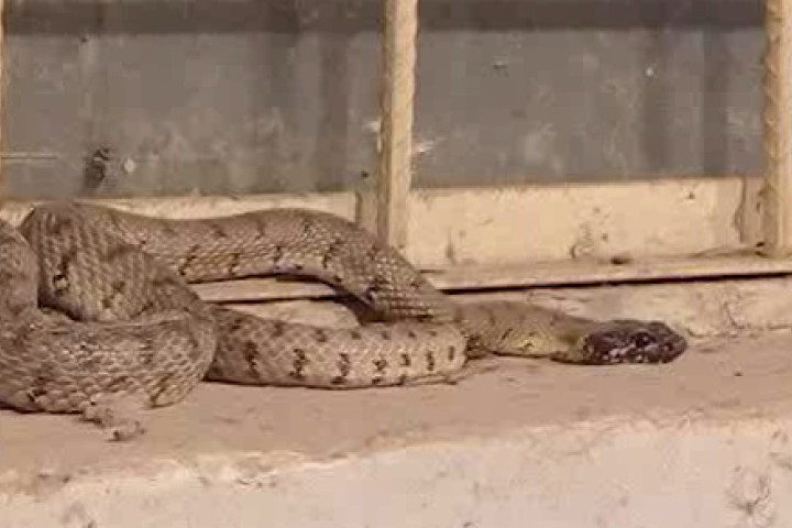 В Кашкадарье в один из офисов заползла полутораметровая змея