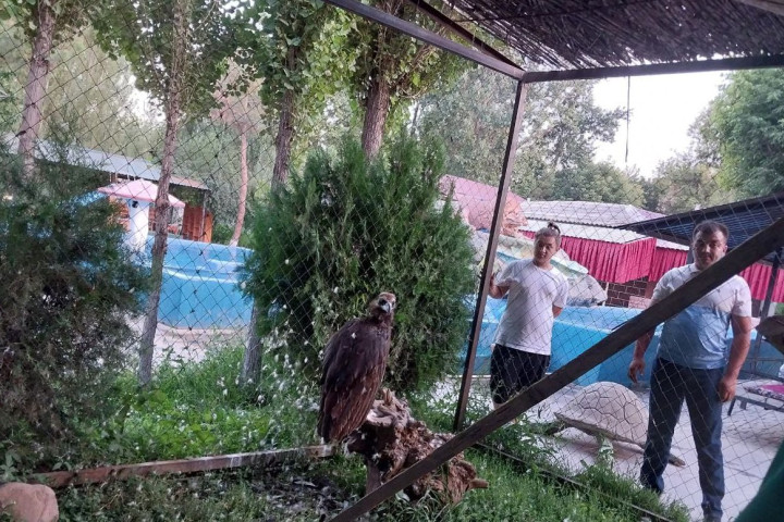 Краснокнижного черного грифа незаконно содержали в Ташкентской области