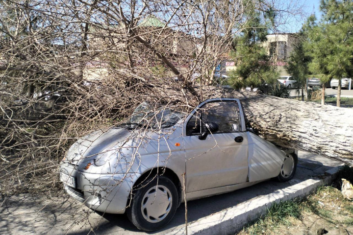 В Бухаре на Matiz упало засохшее дерево