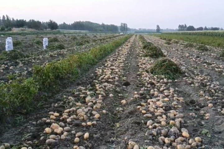 В Самаркандской области урожайность картофеля увеличена вдвое