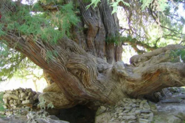 В международный список MonumentalTrees.com включены вековые деревья Узбекистана