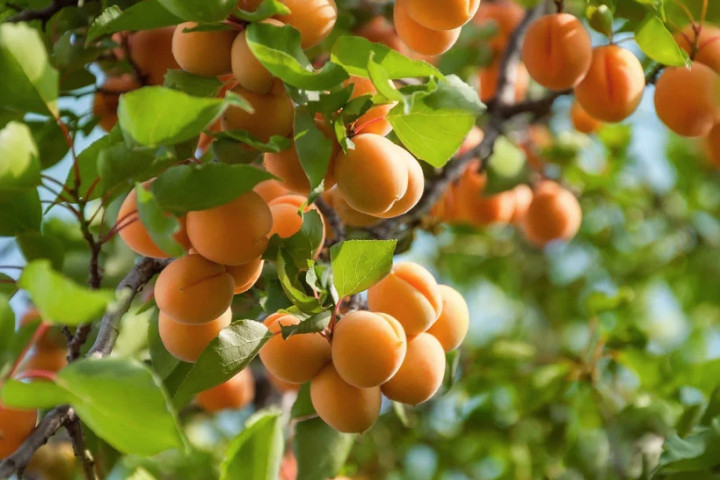 EastFruit: Узбекистан станет вторым крупнейшим экспортером свежего абрикоса в мире в 2023 году
