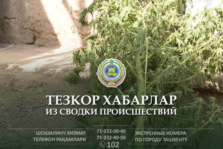 Один из жителей Юнусабада выращивал коноплю