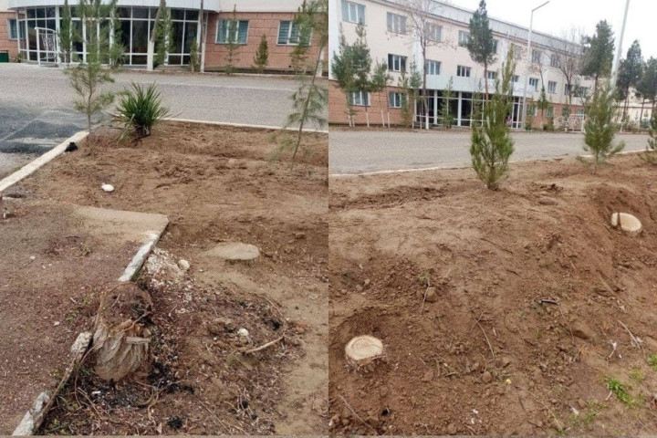 Прокуратура изучает дело о незаконной вырубке 38 деревьев в Кашкадарье