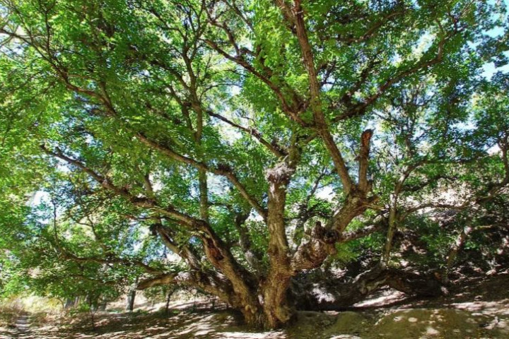 В международный список MonumentalTrees.com включены еще 9 деревьев из Узбекистана