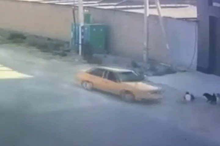 В Самарканде водитель такси спас ребенка от нападения собак - видео