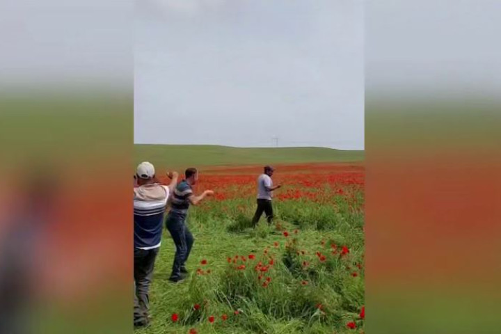 В Кашкадарье оштрафовали нарушителей за повреждение тюльпановых полей