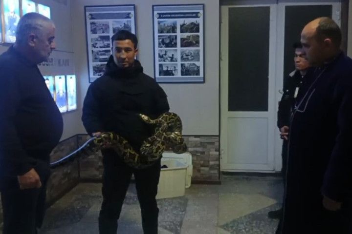 Житель Самарканда незаконно держал у себя краснокнижного тигрового питона