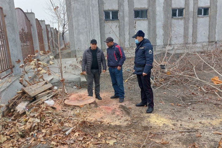 В Ферганской области незаконно уничтожили многолетние чинары