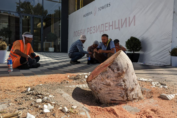 В Яккасарайском районе незаконно срубили чинары. Ущерб оценили в 191 млн сумов