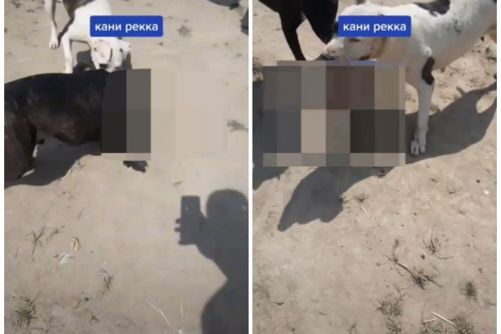 Тиктокер ради хайпа бросил кота на растерзание собакам