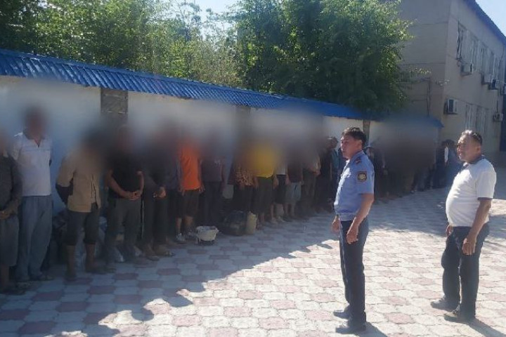 Более 30 граждан Узбекистана депортировали из Казахстана за незаконную добычу ферулы
