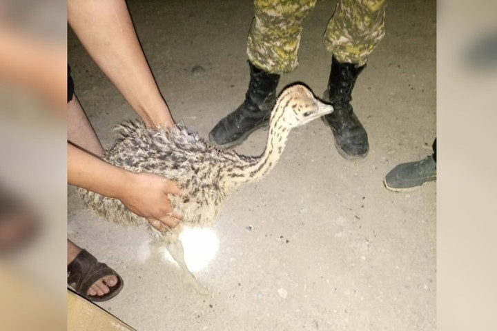 Из Узбекистана в Кыргызстан пытались незаконно вывезти 160 попугаев и 6 птенцов страуса