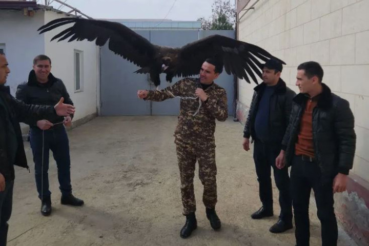 В Сырдарьинской области незаконно содержали краснокнижного черного грифа