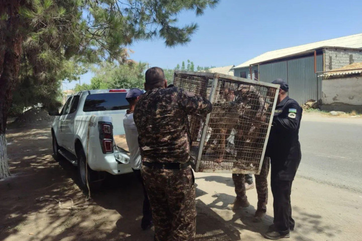 В Сурхандарье волк забрался в жилой дом