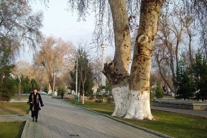 В Ташкенте проверят состояние деревьев и выявят опасные насаждения