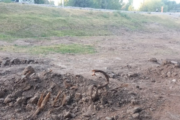 В Сурхандарье незаконно вырубили 61 ценное дерево. Возбуждено уголовное дело