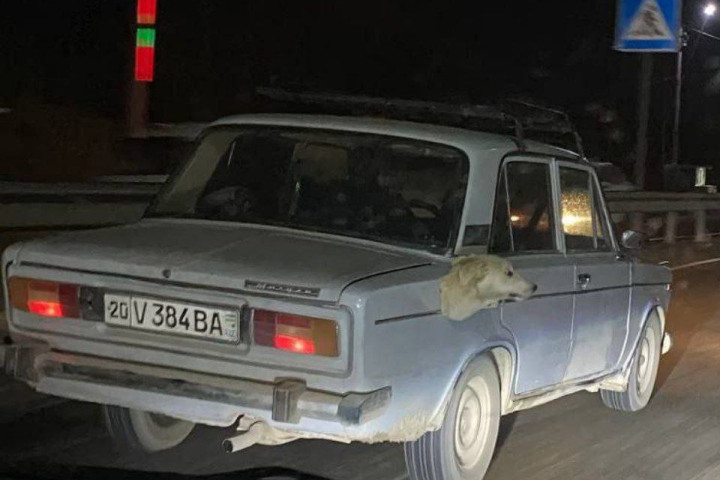 Что случилось с собакой в автомобиле "Жигули"? Разбирались сотрудники ОВД Сырдарьи