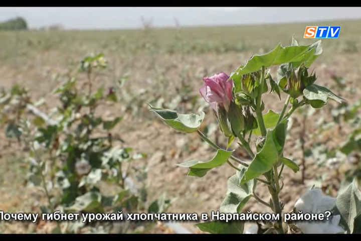 Почему гибнет урожай хлопчатника в Самарканде?