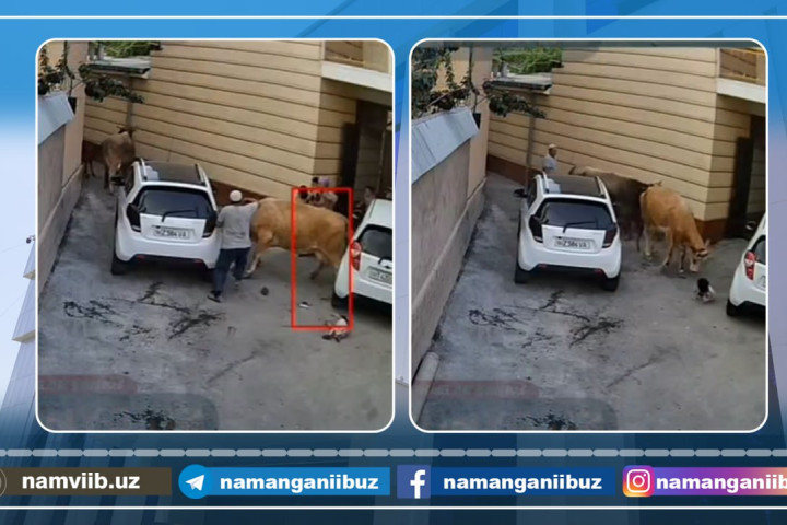 В Намангане корова напала на ребенка и его мать - девочка чудом уцелела