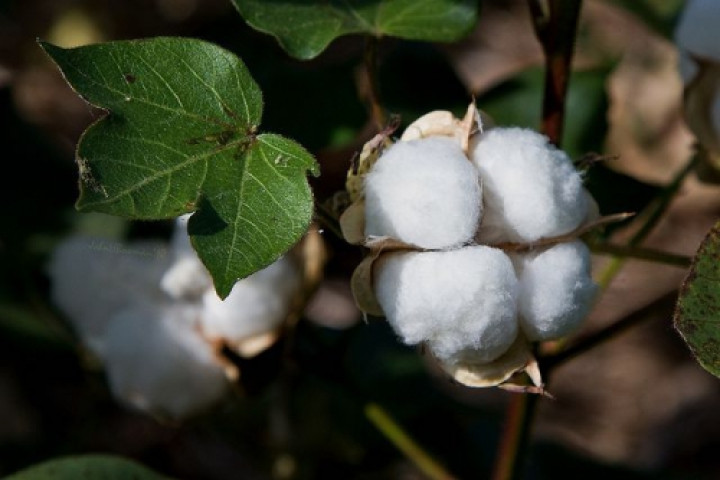 Минтруд: Cotton Campaign отменила объявленный прежде бойкот узбекскому хлопку
