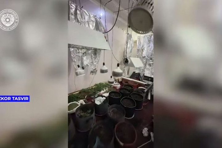 Житель Ташкента устроил плантацию конопли у себя дома
