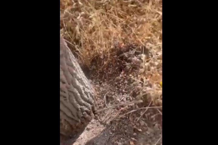 Прокуратура возбудила уголовное дело в связи с порчей деревьев в Алмазарском районе столицы - видео