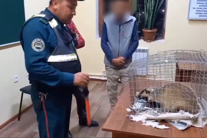 В Самаркандской области задержали водителя, незаконно перевозившего барсука