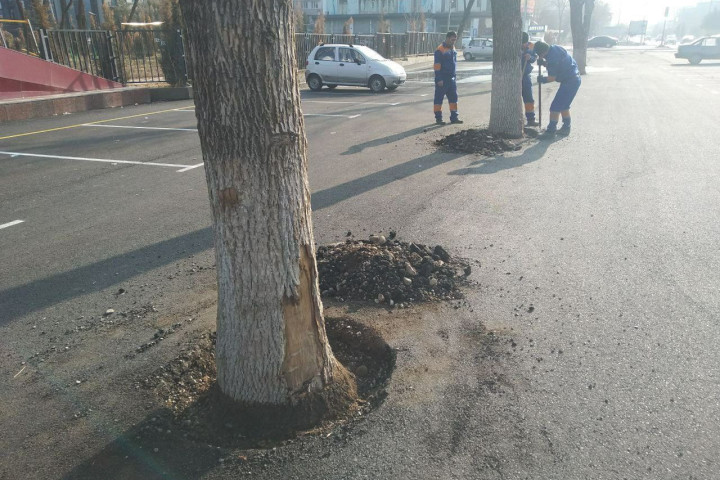 В Ташкенте освободили деревья, «закатанные в асфальт». Без повреждения стволов не обошлось