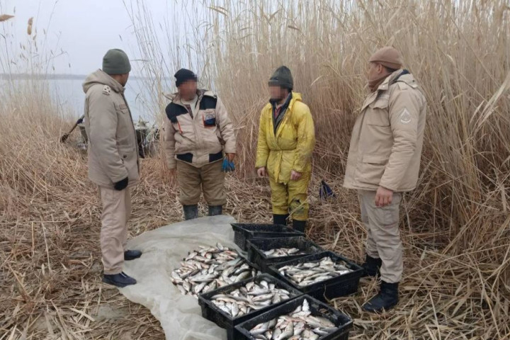 В Джизакской области браконьеры незаконно наловили рыбы почти на полмиллиарда сумов