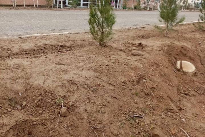 Возле Каршинского госуниверситета незаконно срубили порядка 40 деревьев