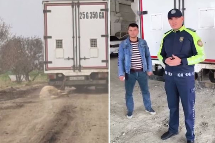 В Джизаке нашли водителя, протащившего осла за грузовиком на веревке