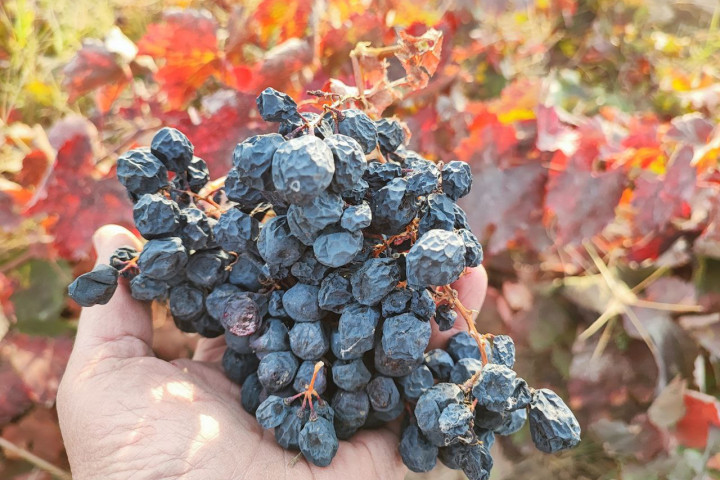 Делегация Узбекистана приглашена на ярмарку Slow Wine Faire в Италии