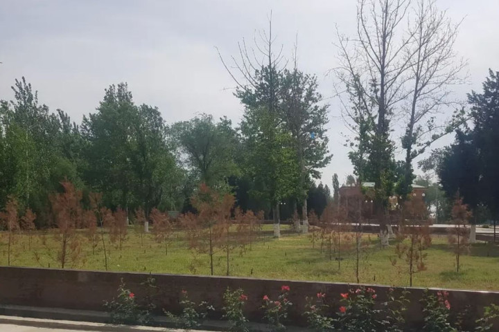 В Сырдарье должностные лица за недосмотр за саженцами оштрафованы более чем на 700 млн сумов