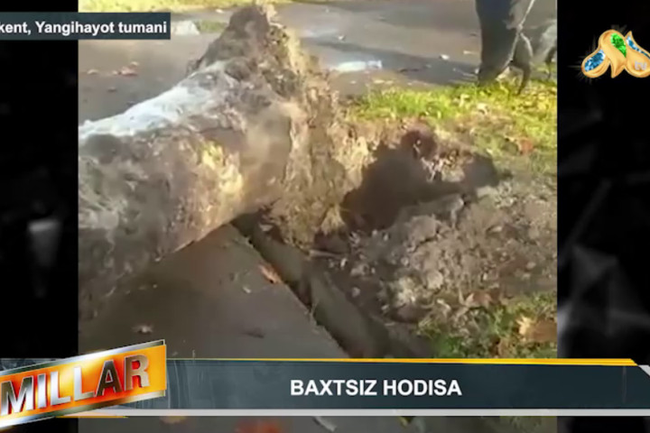 В Янгихаётском районе дерево упало на автомобиль. От полученных травм пассажирка скончалась
